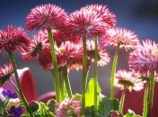 Приметы и обряды на 16 июля - Маков день, Мокий и Демид