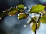 Прогноз погоды в Украине на 20 мая: дожди с грозами