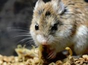 Ученые побороли ожирение у мышей, удалив всего лишь один фермент