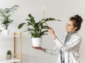 Влажность в квартире прогонит спатифиллум и не только он