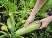 Чем поливать кабачки для большого урожая