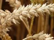 Украина установила рекорд оборота агроторговли с Евросоюзом