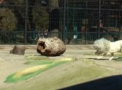 С 1 апреля: директор Одесского зоопарка показал "гренландского льва" (Видео)