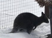 Хоть кто-то радуется непогоде в Украине: забавы кенгуру на снегу (Видео)