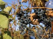 Словения подала иск против Еврокомиссии из-за вина