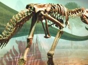 Учеными обнаружены следы белка в костях динозавров