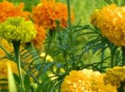 Прогноз погоды на 7 августа: в пятницу будет жарко и солнечно