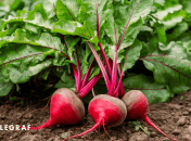 Когда лучше посадить свеклу