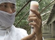 В реке, источнике пресной воды, обнаружили мертвых свиней