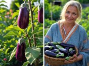 Защитите баклажаны от болезней полезным раствором