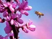 Погода в Украине 30 апреля: преимущественно без осадков 