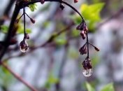 Прогноз погоды в Украине 24 апреля: будет холодно и дождливо