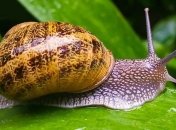 Как избавиться от улиток на своем участке - лайфхаки