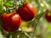 Озимі томати