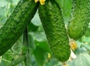 Назван самый полезный овощ для укрепления костей