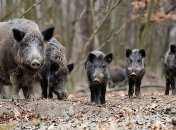 Польша отстреливает диких кабанов