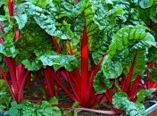 Лунный посевной календарь с 14 октября по 20 октября 2019 года