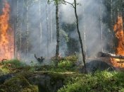 Так намного быстрее: ИИ научился быстро определять лесные пожары