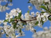 Погода в Украине 26 апреля: возможен дождь с грозой