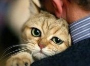 Ученые рассказали об истинном отношении кошек к людям