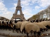 Овцы будут поддерживать аккуратный вид лужаек в Париже