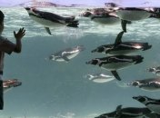 Всемирная конференция по пингвинам открывается в Великобритании