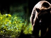 В Хабаровском крае обнаружили тела охотника и медведя, погибших в схватке