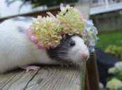 Год Белой Крысы: каким знакам зодиака повезет в 2020 году