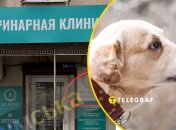 В Одессе в ветклинике произошел скандал