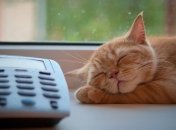 Кот стал гением финансовых прогнозов