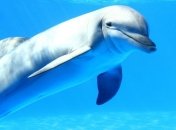 Ученые узнали как дельфины видят человека под водой 