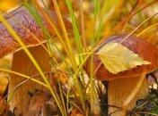 Погода в Украине 4 октября: ожидается похолодание