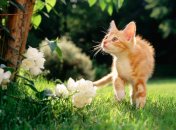 Ливни продлятся до пятницы