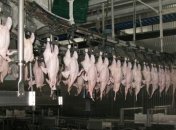 ЕС запретил импорт птицы из Украины в связи с гриппом