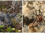 Гадюка и каракурт