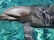 В Новой Зеландии произошла вторая за неделю экологическая катастрофа