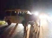 Под Киевом лось стал виновником ДТП 