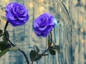 Неувядающая красота: роза, которая живет 3 года (Фото)