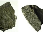 На датском острове обнаружили более 300 непонятных "солнечных камней"