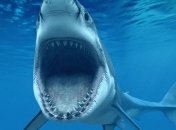 Акула в Австралии убила мужчину на глазах у дочери