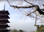 В Японии рекордное за 1200 лет цветение сакуры (фото и видео)