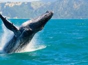 Численность горбатых китов у побережья Бразилии утроилась