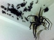 Ученые рассказали, как избавиться от страха перед пауками 