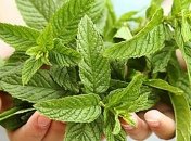 Аромат мяты способствует похудению