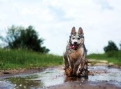 Эти милые собачки готовы окунуться в любую лужу на улице