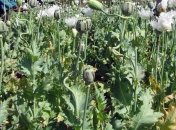 США вызвались помочь Мексике уничтожить плантации мака