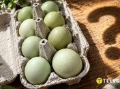Необычные зеленые яйца от домашней курицы