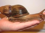 Ахатина... Больше, чем просто улитка