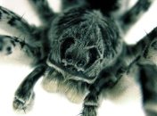 Самый простой способ избавиться от арахнофобии