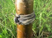 Муравьи больше не будут надоедать